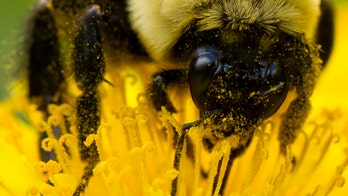 The buzz on disappearing bees: 23% colony die-off this winter