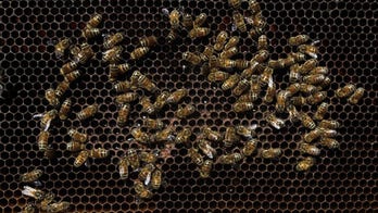 20,000 bees removed from 98-year-old Florida woman's home