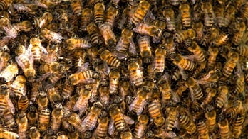 'It's a miracle': 81-year-old man survives attack from hundreds of bees