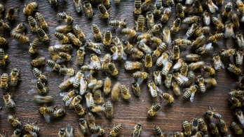 Thousands of bees swarm Texas Walmart store