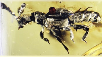 52-million-year-old 'ant-loving' beetle caught in amber