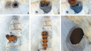 Squatter beetles eat snails and steal shells