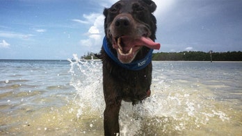 Former Marine takes terminally ill dog on multi-state farewell trip