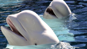 Beluga whale spotted swimming in the River Thames in shocking video