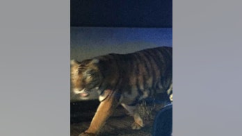 Bengal tiger gunned down in the suburbs