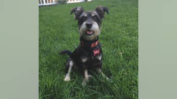 Rescue dog dies after eating cupcake made with sugar substitute