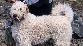 Kansas woman reunited with lost dog weeks after he was thrown from vehicle in fatal crash