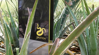 Florida boy recovering after diamondback rattlesnake bite