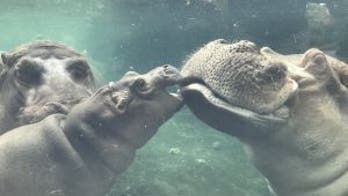 Cincinnati Zoo says Henry, dad of famous baby hippo Fiona, dead at 36