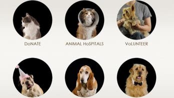 Bideawee: Animal People for People Who Love Animals