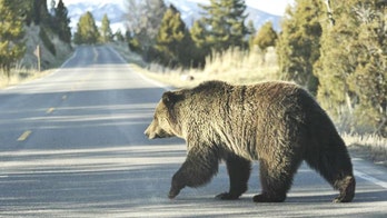 Removals of grizzly bears up in Yellowstone so far in 2015