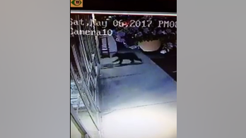 Video: Bear bounces off Washington hardware store window