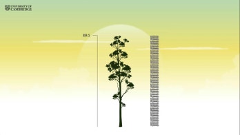 'Minecraft' tree in 'lost world' forest may be tropics' tallest