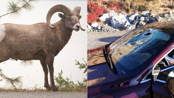 Bighorn sheep jumps off hill, lands on car in Washington