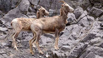 More bighorn lambs spotted on Tucson-area mountains