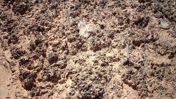 Barren deserts can host complex ecosystems