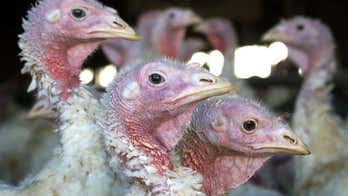 USDA turkey report hints at fewer birds for Thanksgiving meals