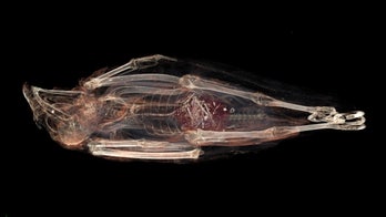 Bird mummy's secret: Why raptor was force-fed by ancient Egyptians