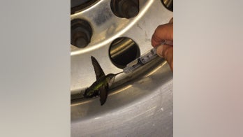 Virginia firefighters treat guest hummingbird with sugar water in social media post