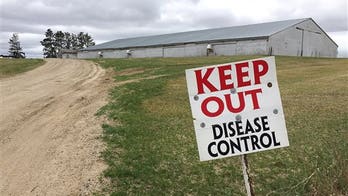 New bird flu cases slow, focus turns to preventing repeat