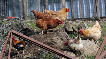 Iraq reports first outbreaks of bird flu in 10 years