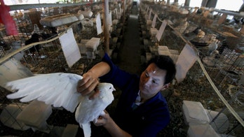 China reports first new case of H7N9 bird flu since August