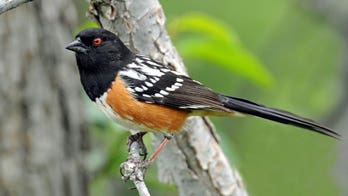 West Nile virus taking a toll on birds