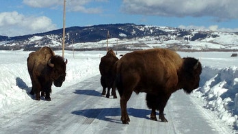 Bison, cars endangered by deep snow in Wyoming's Grand Teton
