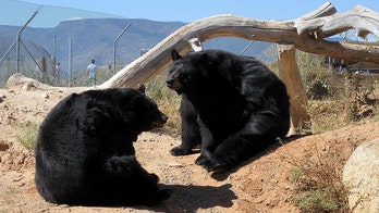 US-Mexico Border Fence Endangers Bear Migration, Study Says