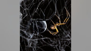 For male spiders, it's twerk or be eaten