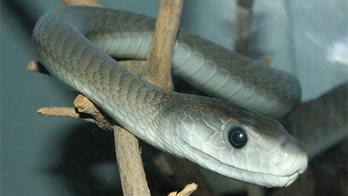 World's Deadliest Snake Suspected in Owner's Death