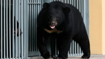 Bear dies after plummeting from helicopter