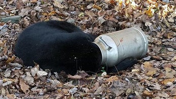 Maryland wildlife workers free hungry black bear's head from milk can