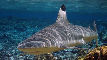 Sharks' evening 'rush hour' discovered