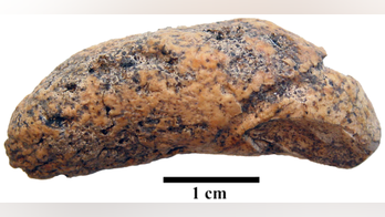 Fossilized bladder stone uncovered in medieval Polish cemetery