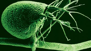 98 percent of DNA is unnecessary 'junk'