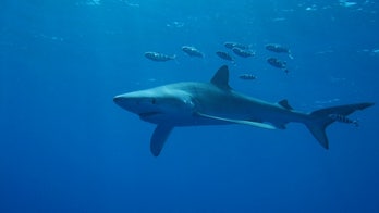 Baby shark hangout discovered off the Azores