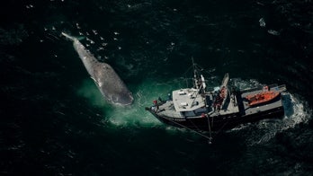 Blue whales roam dangerously close to shipping lanes