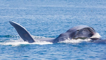 A giant blue whale just turned up in the Red Sea