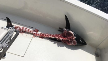 Tiger shark devours tuna off fishermen's line, leaves only 'the head, the spine and the tail'
