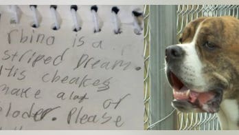 'He was my puppy': Heartbreaking note about dog given up for adoption goes viral