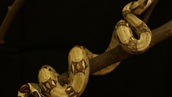 Get a death grip! Why snakes don't slip when climbing trees