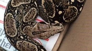 Boa constrictor awakens New York man after falling from bedroom ceiling