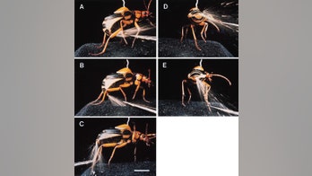 Study finds beetle has hugely disgusting survival mechanism