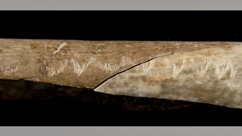 Cannibal ritual revealed: Carved bone tells grisly tale