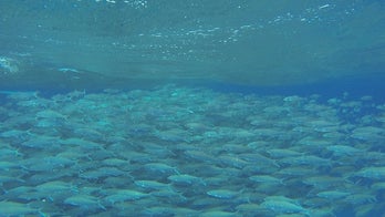 Stunning 10,000-fish vortex caught on video