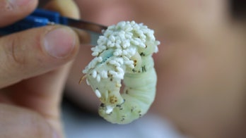 Wasp DNA produces genetically modified butterflies