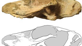 Prehistoric ‘Scarface’ discovered