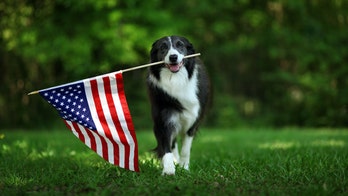 Celebrate 'All American Pet Photo Day' with 7 of the cutest pics on Instagram