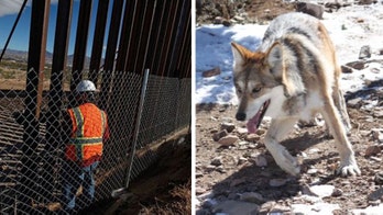 US-Mexico border wall will damage wildlife, scientists warn